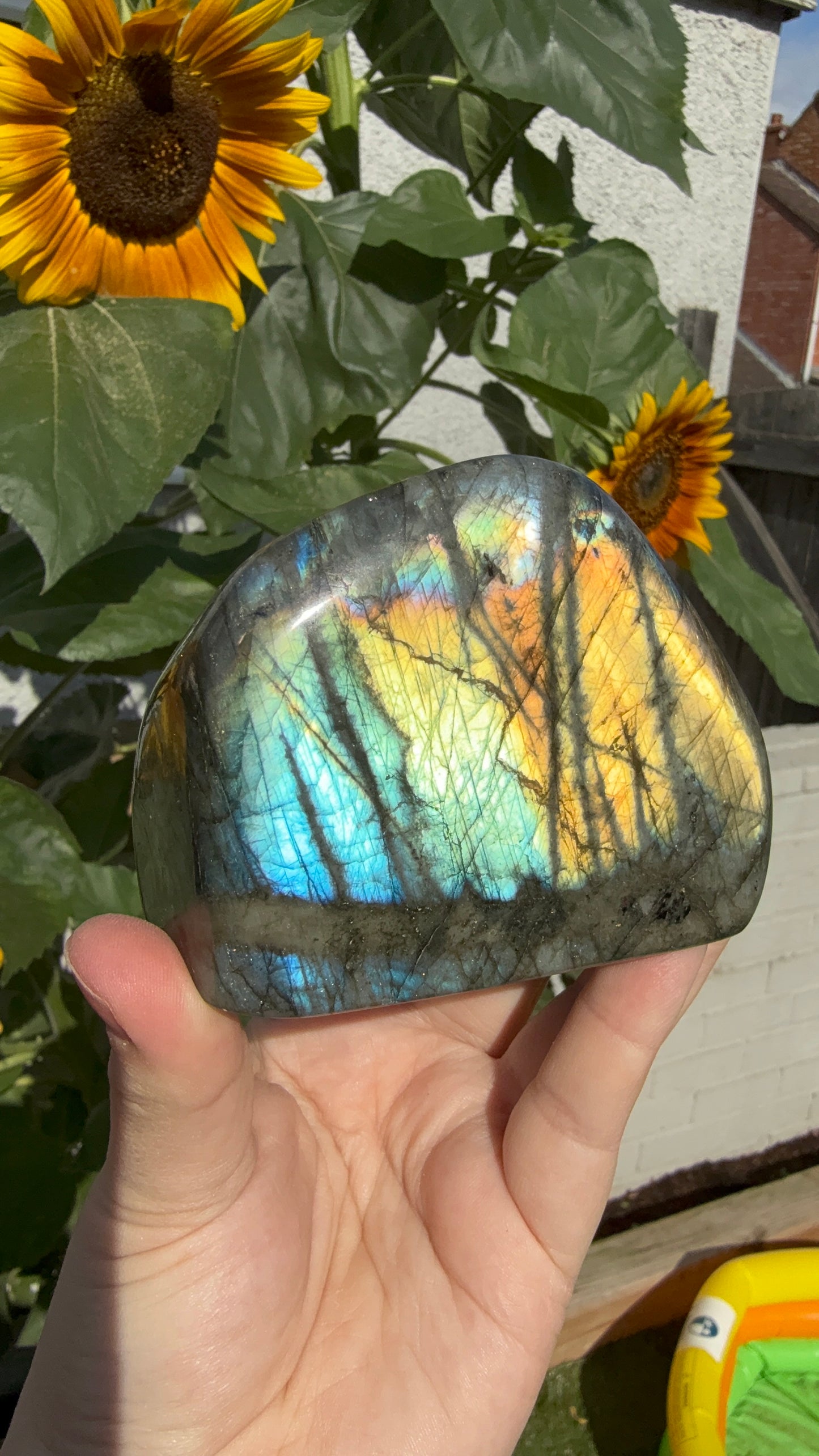 Flashy golden yellow Labradorite Freeform 550g