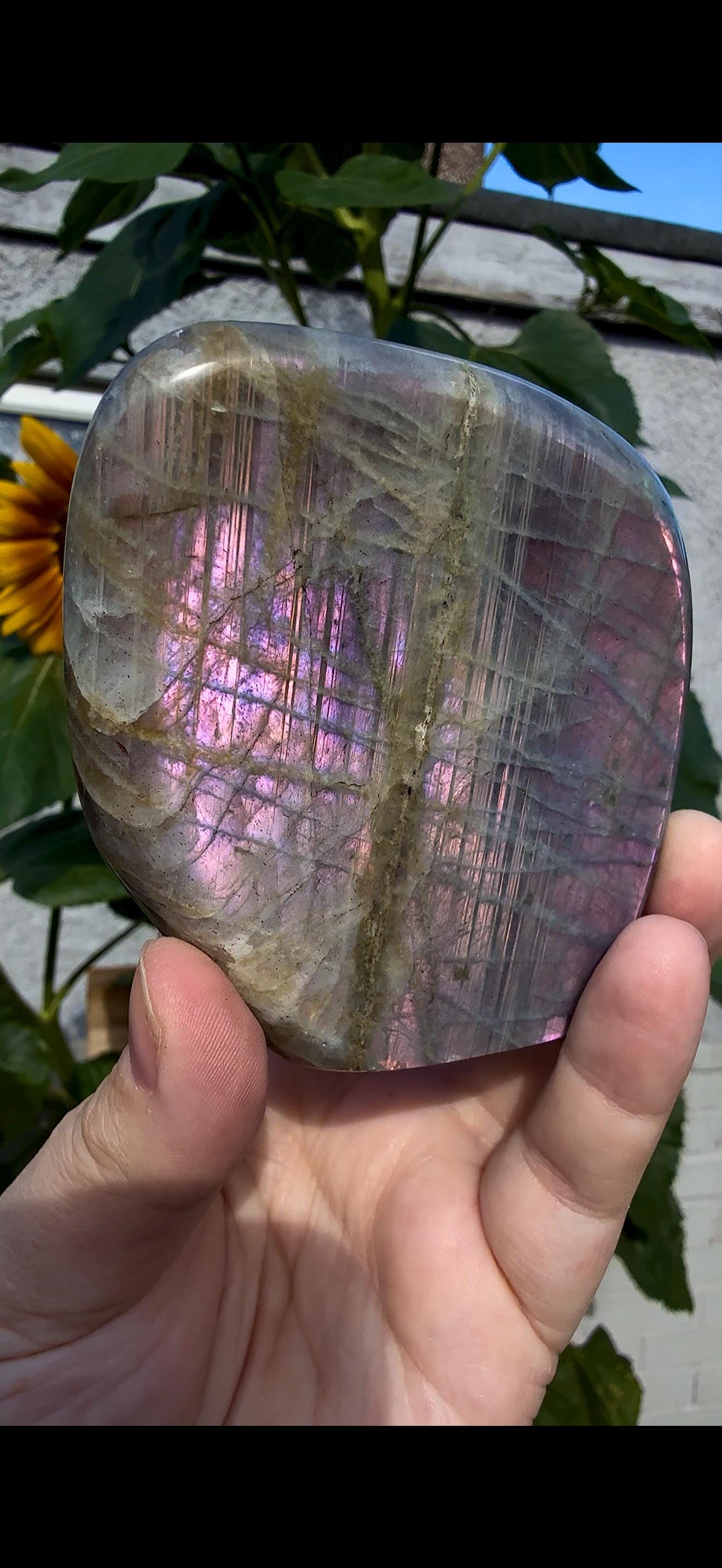Flashy labradorite with double flash, in pink sunset tones 430g