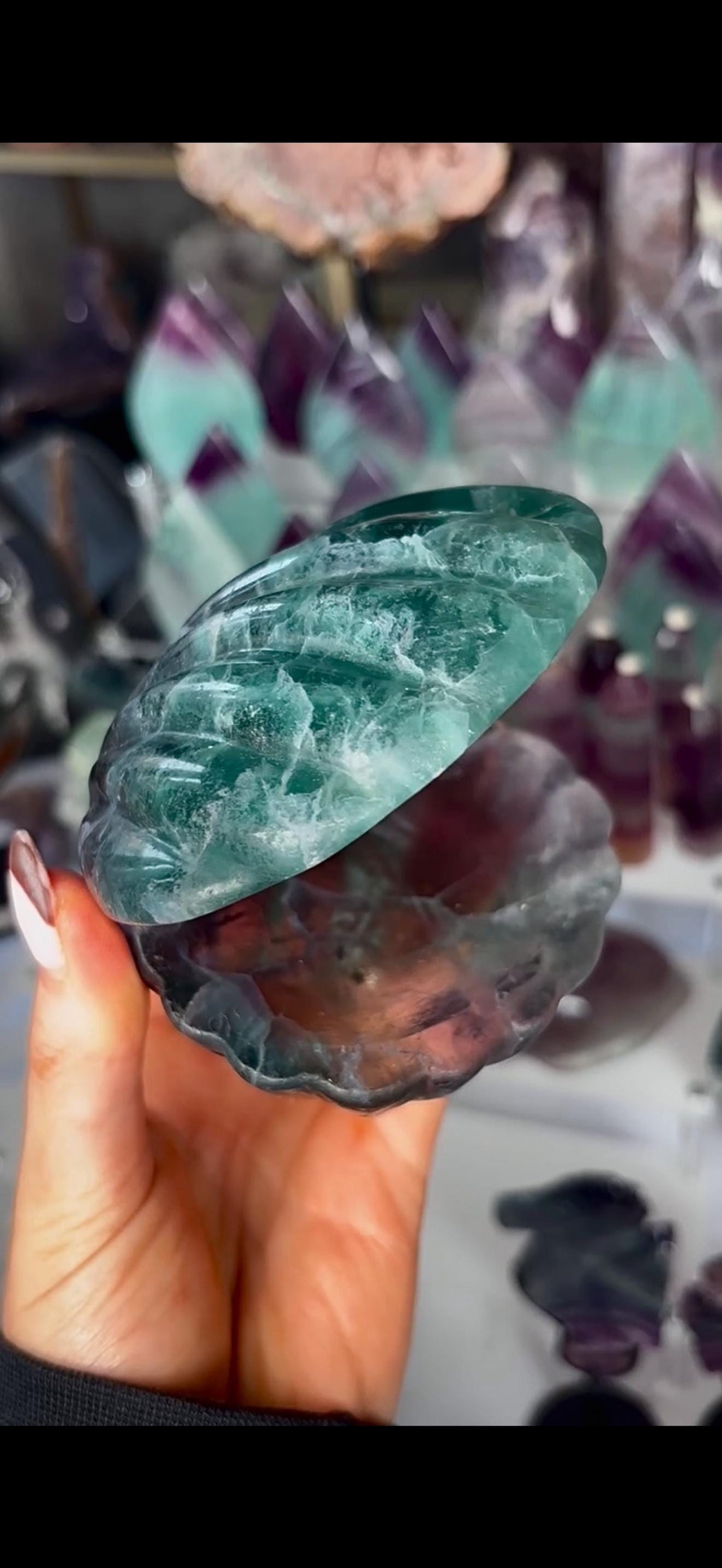 High quality, large watermelon fluorite oyster clam, open shell trinket bowl, dish in purple & green tones