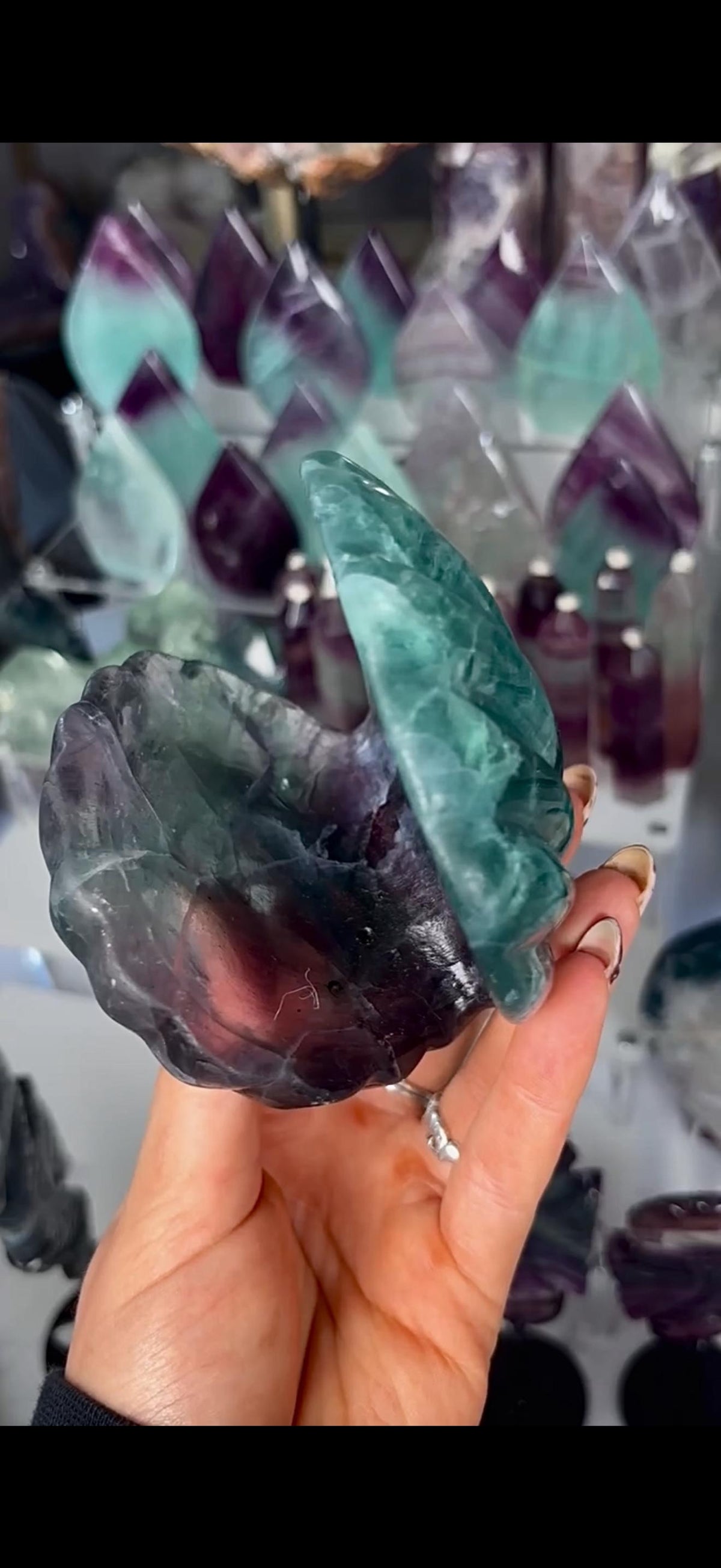 High quality, large watermelon fluorite oyster clam, open shell trinket bowl, dish in purple & green tones