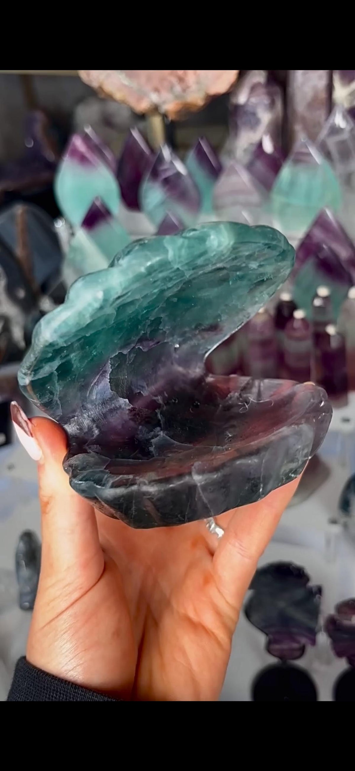 High quality, large watermelon fluorite oyster clam, open shell trinket bowl, dish in purple & green tones