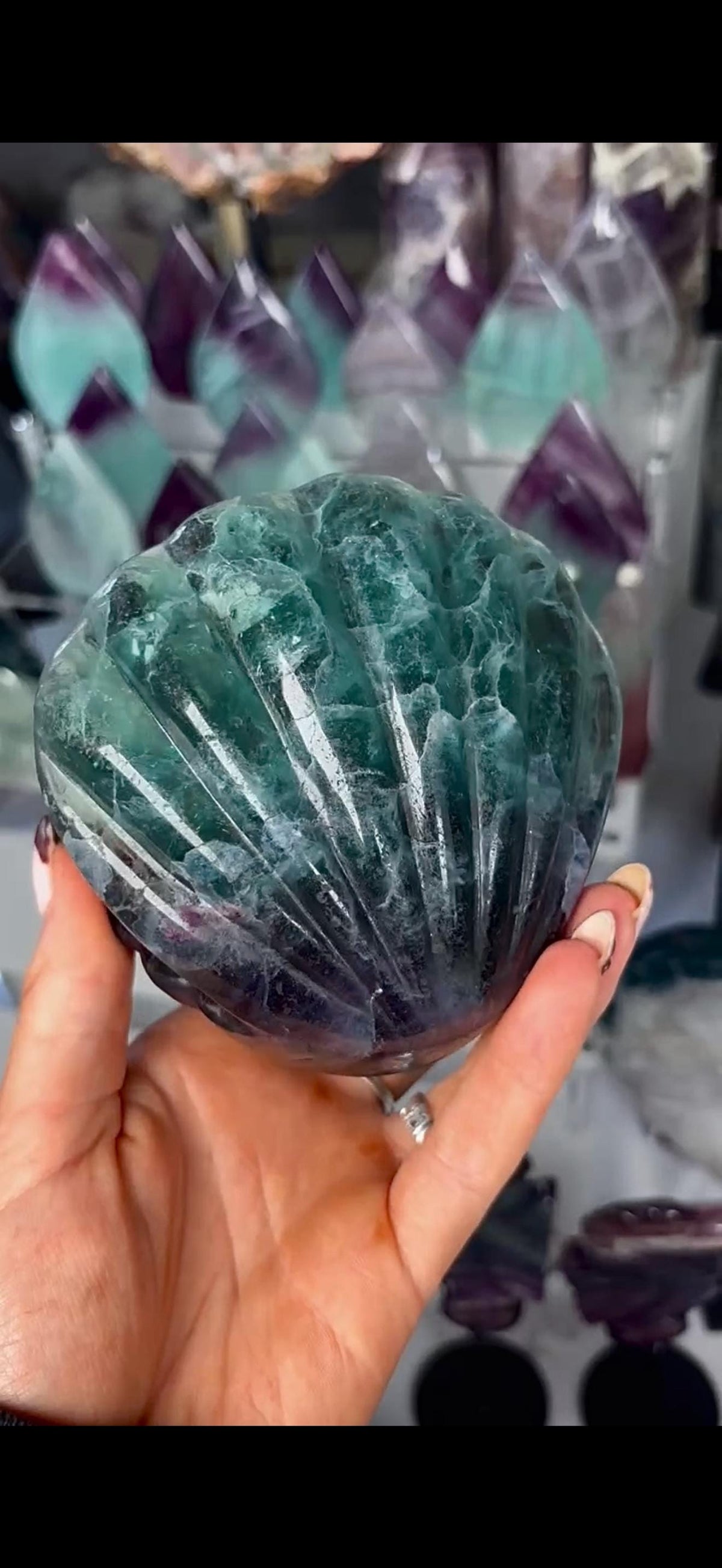 High quality, large watermelon fluorite oyster clam, open shell trinket bowl, dish in purple & green tones