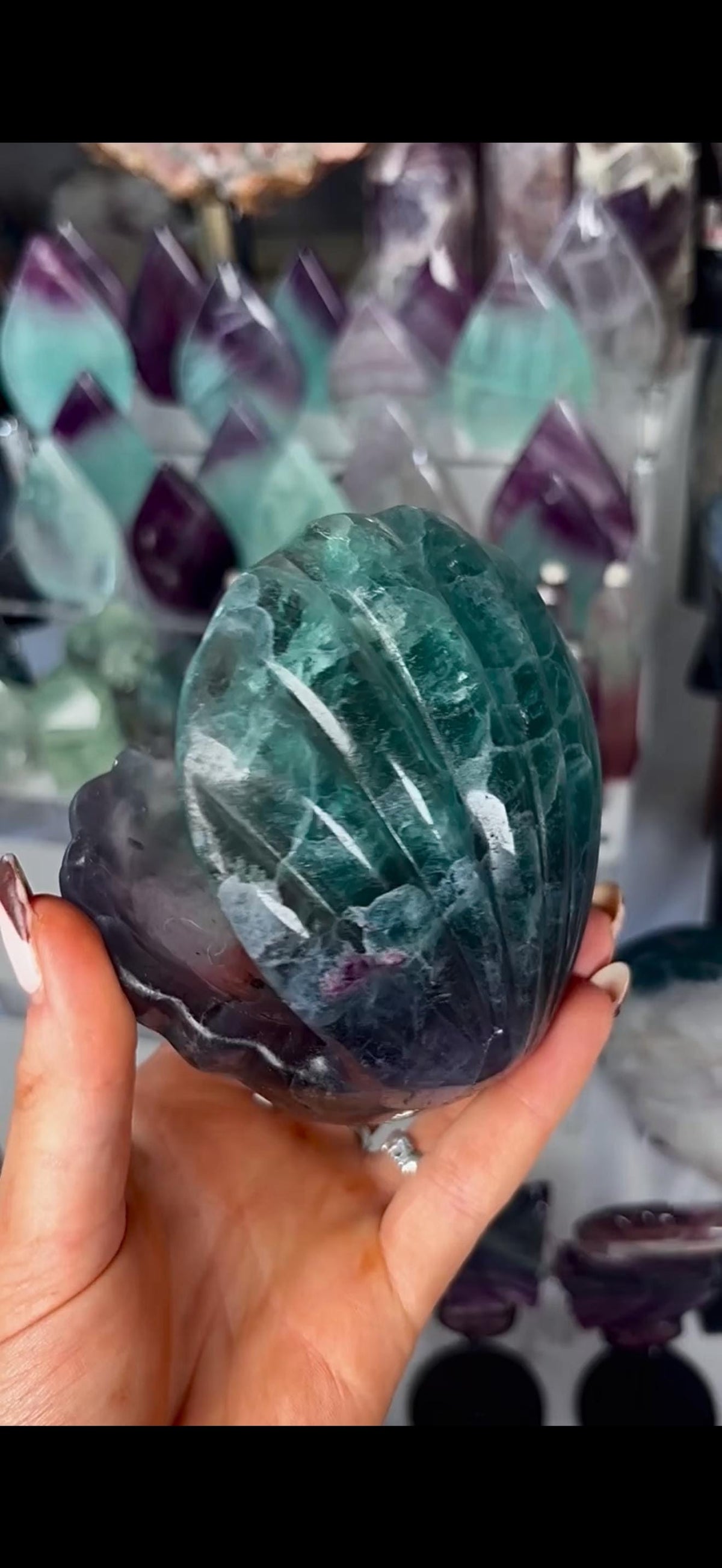 High quality, large watermelon fluorite oyster clam, open shell trinket bowl, dish in purple & green tones