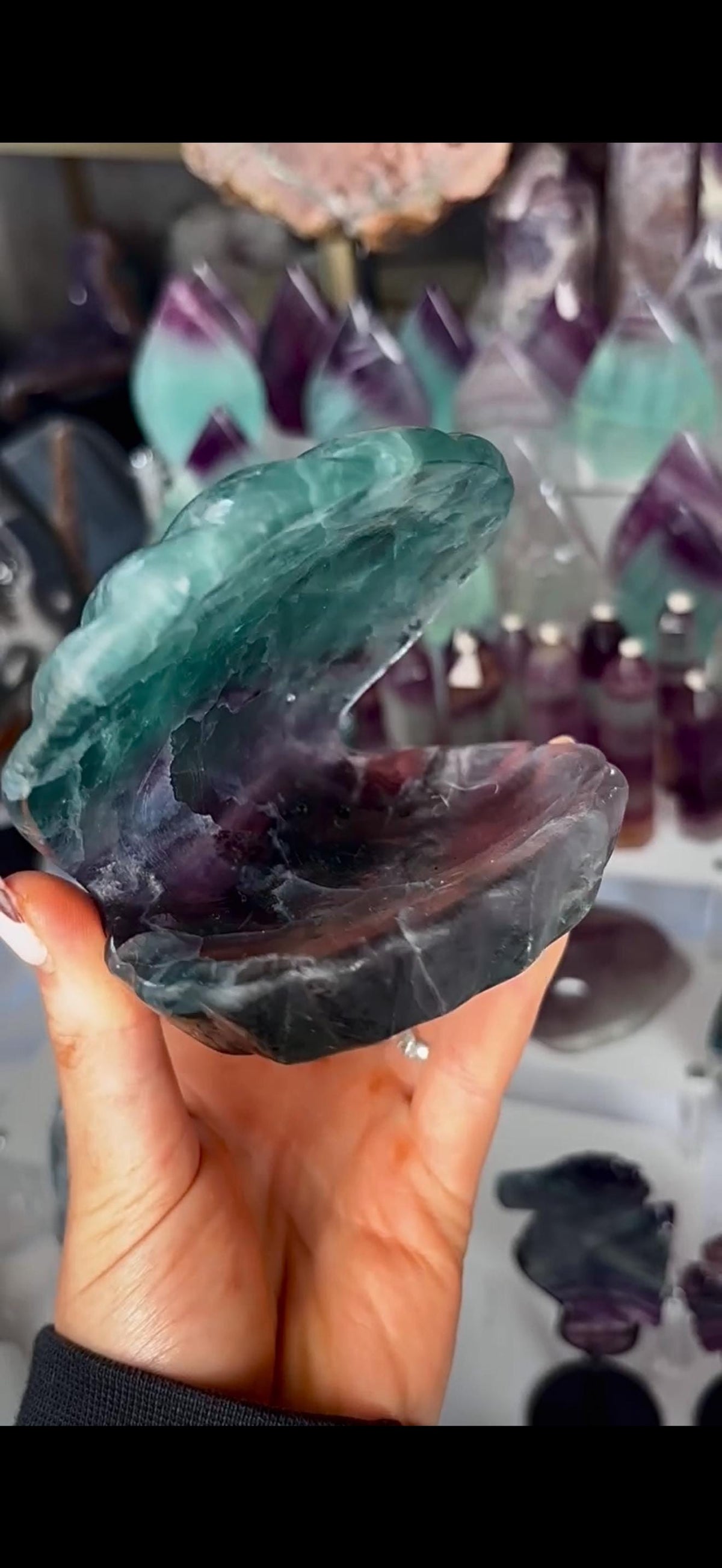 High quality, large watermelon fluorite oyster clam, open shell trinket bowl, dish in purple & green tones